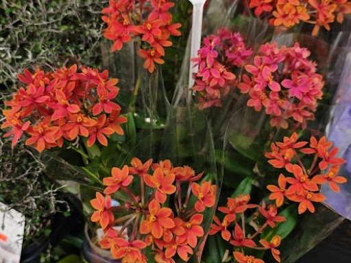 Botanická burza